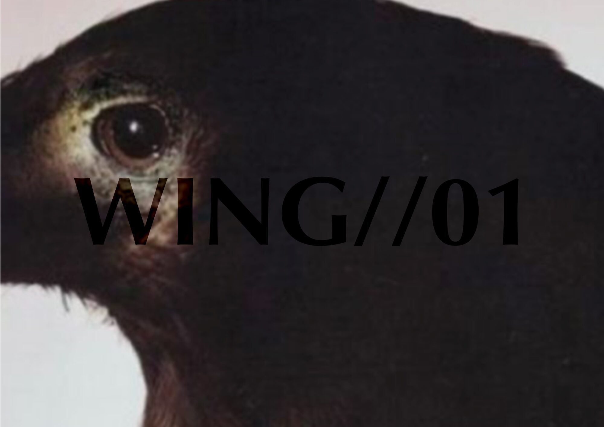 User Nichapa project image one