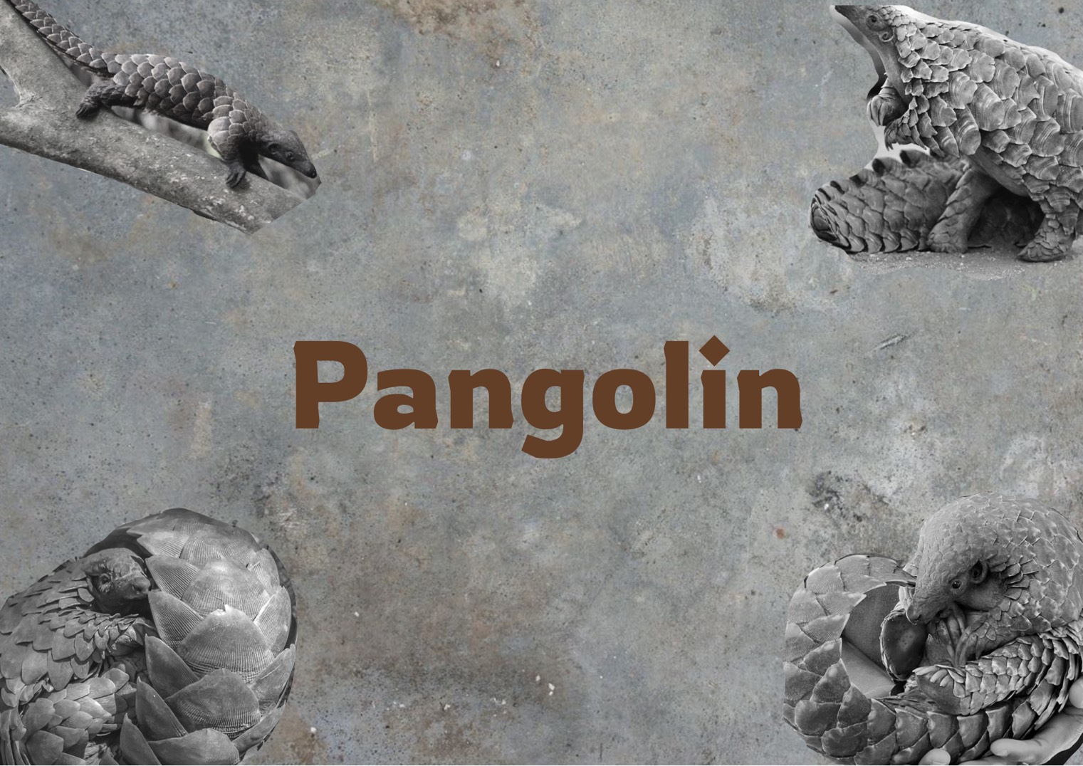 User TZU-HSI project image one